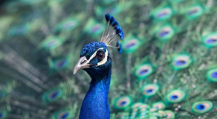‘peacocks Do Have Sex’ Bird Experts Deflate Rajasthan Judge’s Claims On Bird’s India Tv
