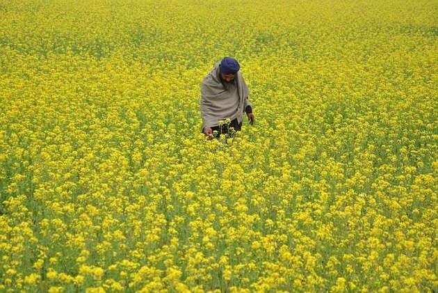 Take considered view on allowing GM mustard crop, SC tells