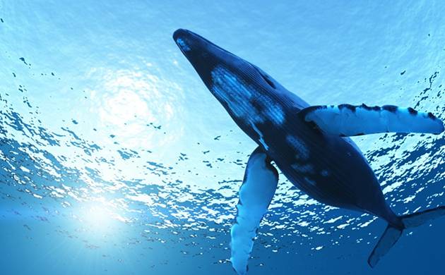 The 'Blue Whale' game is suspected to be behind the death