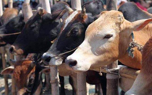Dalit man, mother thrashed for skinning dead cow near