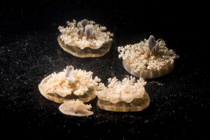 Jellyfish sleep even though they have no brain