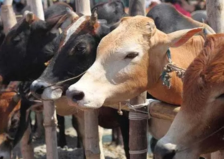 Madhya Pradesh: 58 cows die at cow shelter in 28 days,