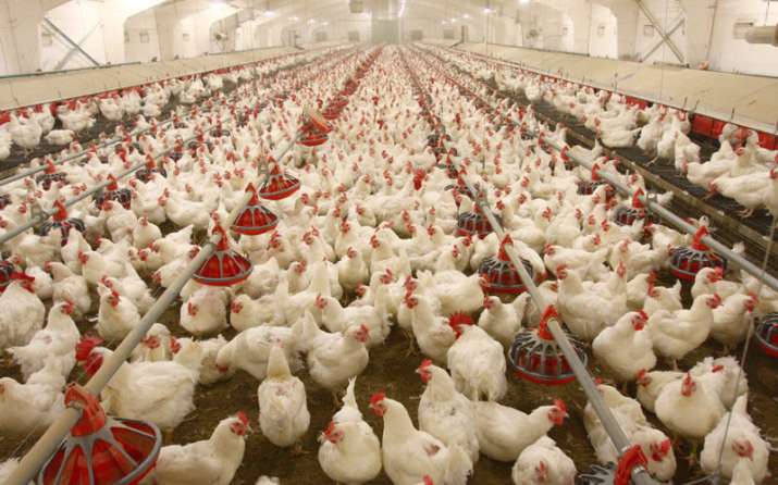 H5N1 virus-infected birds spread the virus through their
