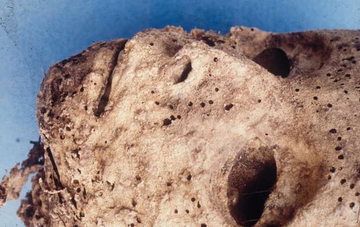 The findings are based on DNA extracted from the mummified