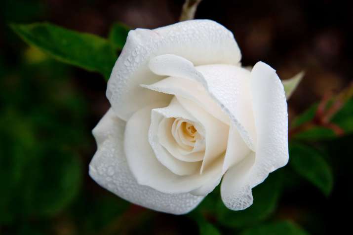 Different Types Of White Roses