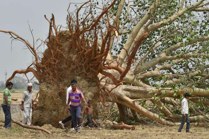 Villagers near a peepal tree, uprooted in Wednesday's