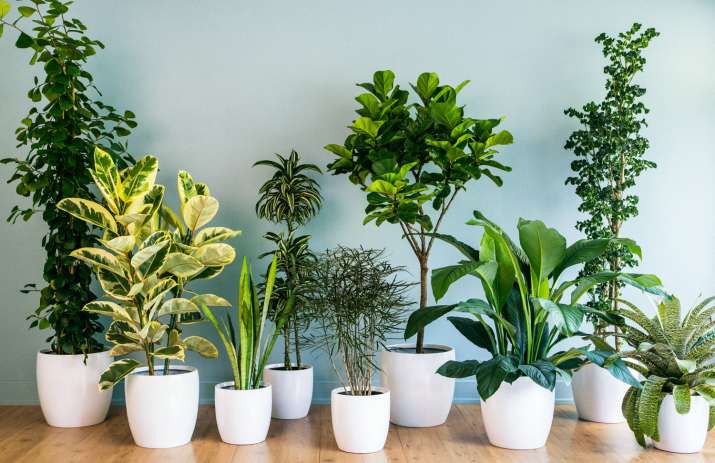 Decorate Your Home With Indoor Plants 5 Easy Decor Ideas Lifestyle News India Tv - Houseplant Decorating Ideas