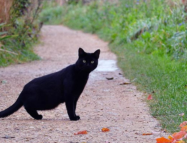 Image result for black cat in india superstition