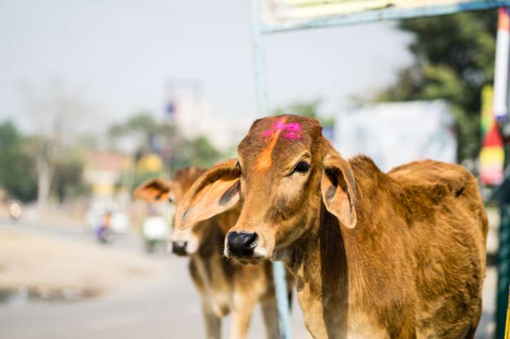 cow