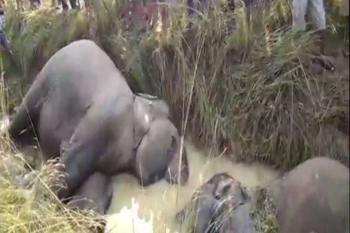 Seven elephants electrocuted in Odisha's Dhenkanal, govt