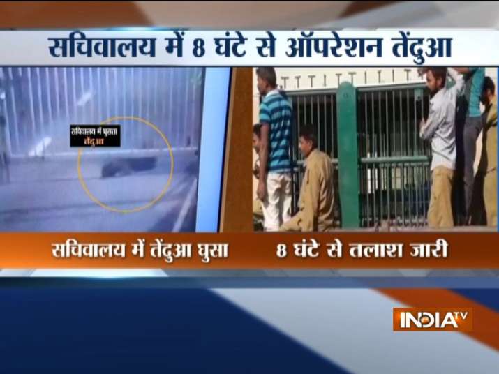 Cages have been placed and tranquilizer guns were brought