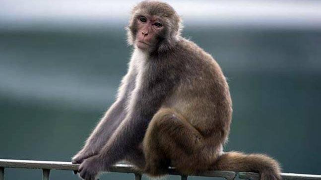 pictures of monkeys