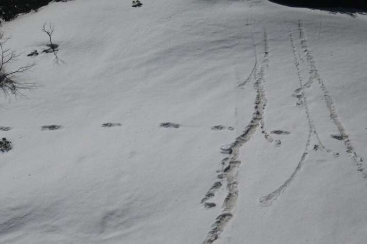 India Tv - Makalu-Barun National Park has been the traditional site wherein such footprints have been sighted in past however footprints in such large numbers have been sighted for the first time by an Indian Army Expedition team.  