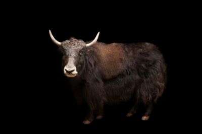 300 yaks starve to death in North Sikkim/Representational