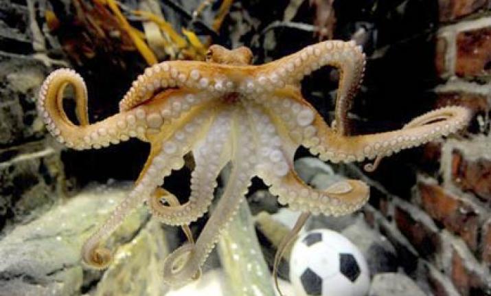 Octopuses are not a part of a regular diet anywhere in the