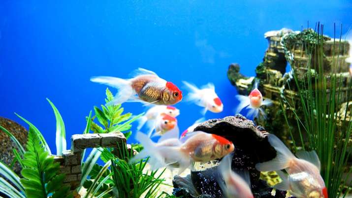 Vastu Shastra Tips for keeping fish aquarium at your home
