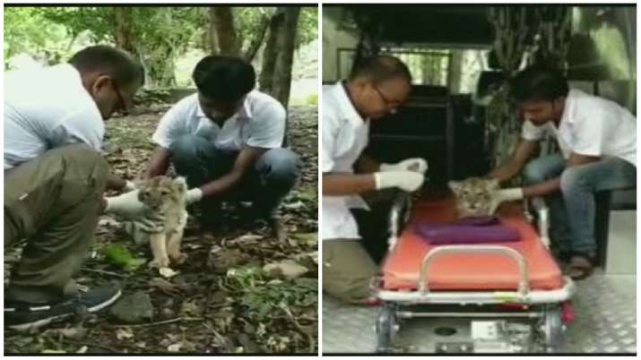 An ailing lion cub rescued from Gir forest, Gujarat