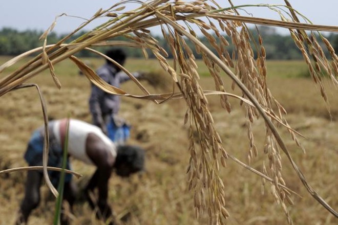 Punjab and Haryana, known as the "granaries of India", remained over 50 per cent deficient in the pa