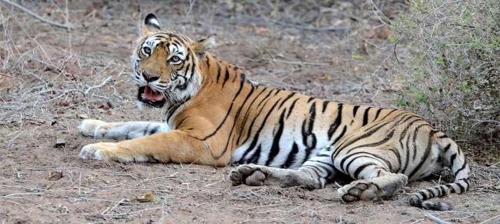 The six-year-old tigress died of broken ribs and injuries
