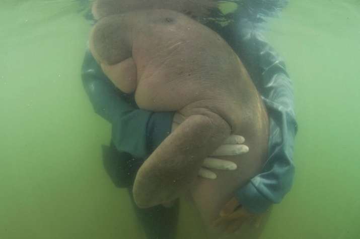 Thailand’s lost baby dugong dies of shock, ingesting