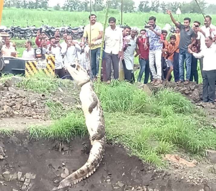 Dramatic rescue of crocodile stuck in 40-feet-deep well in Karnataka