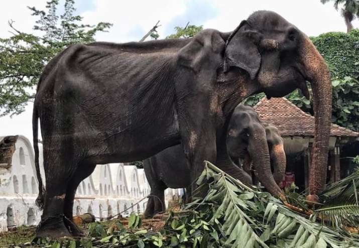 In name of faith, 70-year-old skeletal elephant forced to