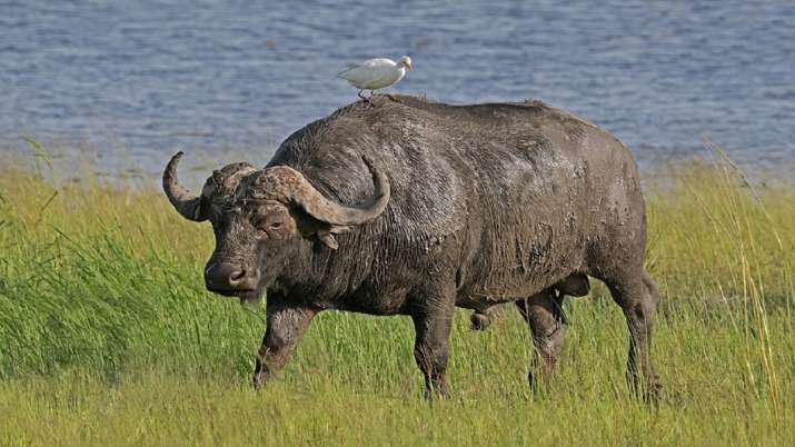 Delhi zoo's last cape buffalo dies after consuming plastic