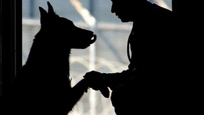 Maharashtra: At least 90 stray dogs found killed in