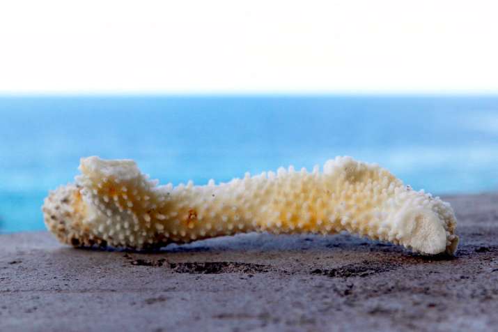 India Tv - This Sept. 13, 2019 photo shows a chunk of bleached, dead coral shown on a wall near a bay on the west coast of the Big Island near Captain Cook, Hawaii. 