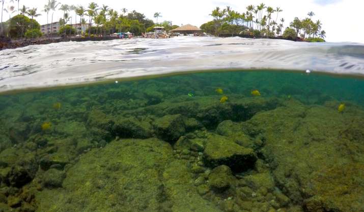 India Tv - Fish swim near bleaching coral in Kahala'u Bay in Kailua-Kona, Hawaii. Coral reefs are vital around the world as they not only provide a habitat for fish _ the base of the marine food chain _ but food and medicine for humans. They also create an essential shoreline barrier that breaks apart large ocean swells and protects densely populated shorelines from storm surges during hurricanes. (AP Photo/Caleb Jones)