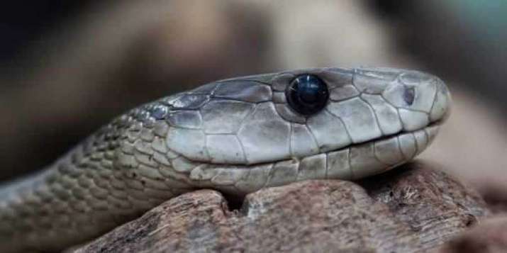 Snake ancestors had legs, cheekbones 100 million years ago: Study ...