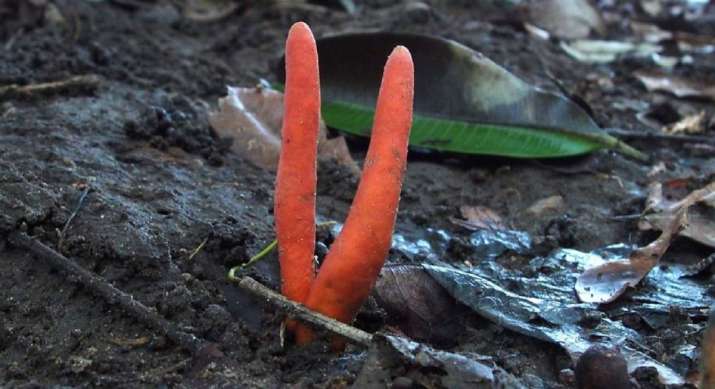 One of world's deadliest fungi Poison Fire Coral found in Australia