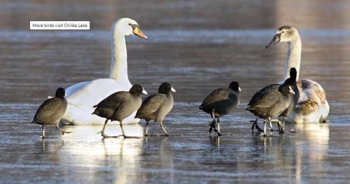 Preliminary report says thousands of birds died due to