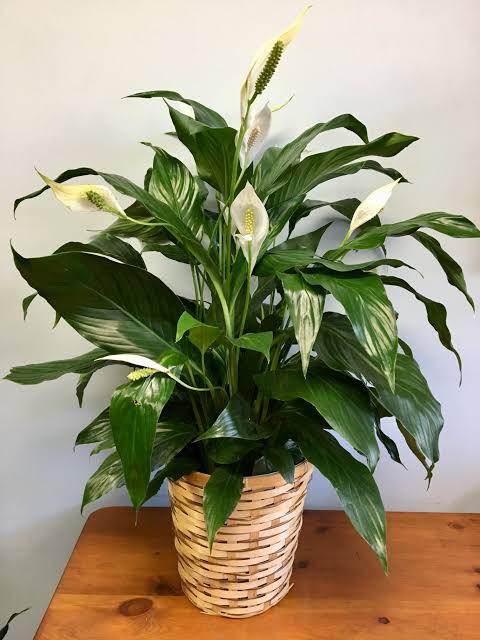 India Tv - Peace lily