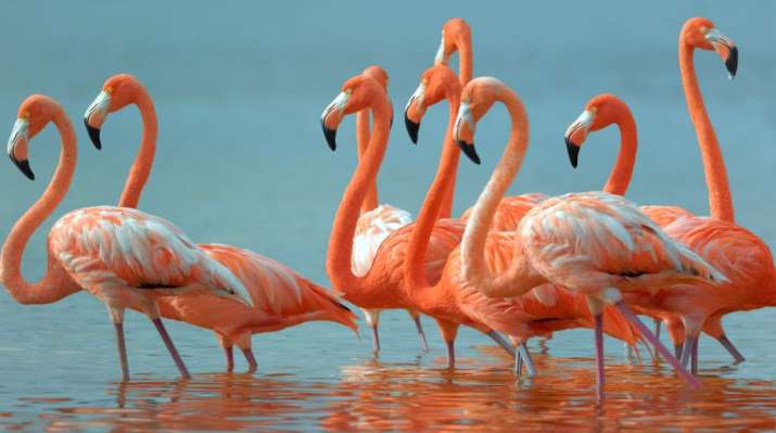 Flamingoes 