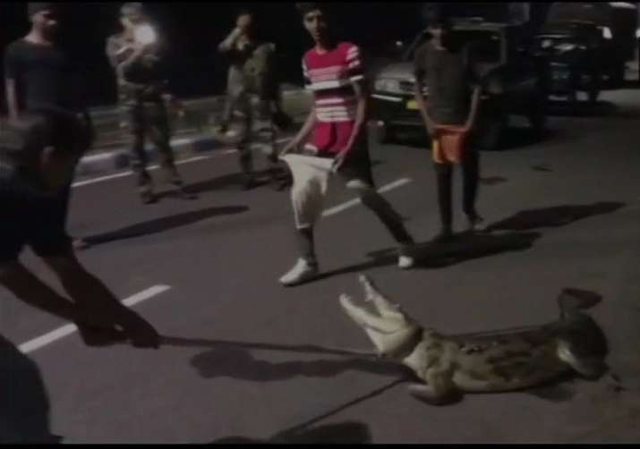 India Tv - Crocodile rescue 