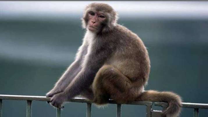A four-month-old baby died after a stone dropped by a monkey fell on him at his home