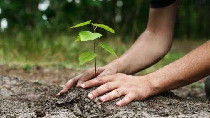 Ditch air purifiers, technology; plant trees to reduce air
