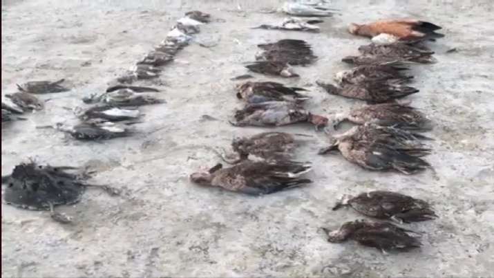 Thousands of migratory birds die mysteriously in Rajasthan's Sambhar Lake