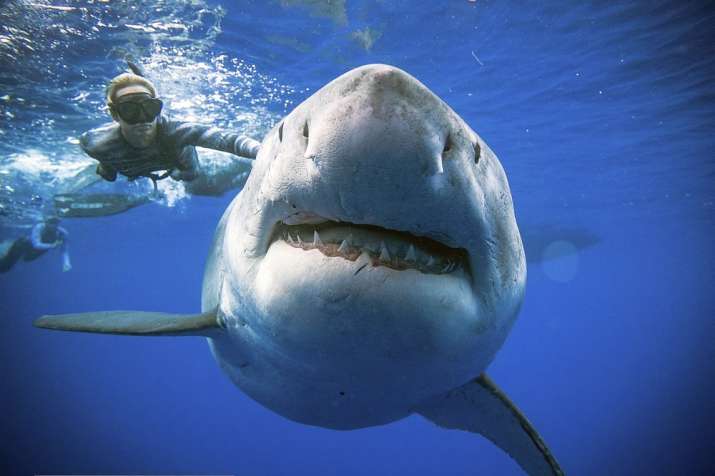 British tourist 'eaten by shark' while snorkelling, hand with wedding ring found inside beast’s stom