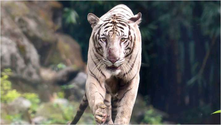 Tiger travels 200 km from Yavatmal, on prowl in Hingoli