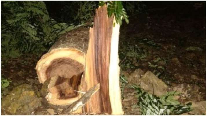 Supreme Court aarey tree cutting
