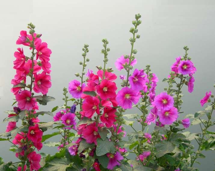 7 ‘Easy to grow’ winter flowering plants to bring colour and