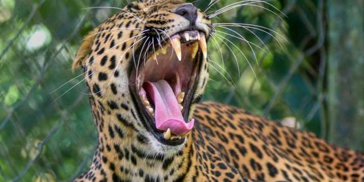 Leopard attacks on the rise in West Uttar Pradesh | India News – India TV