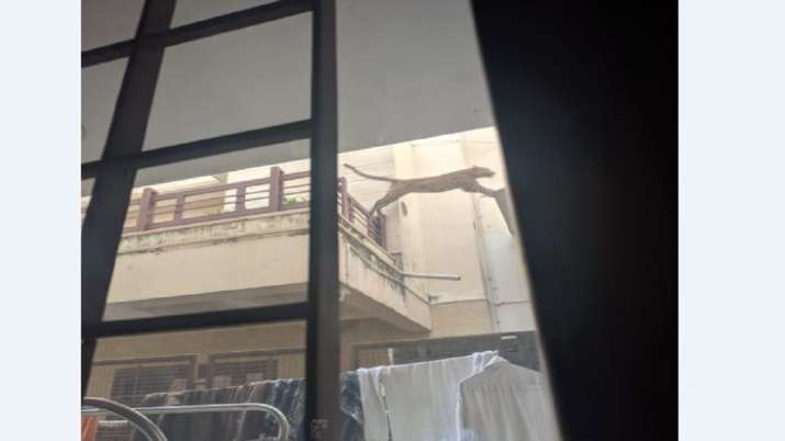 Leopard enters house in Delhi's Ashok Vihar, triggers panic | Watch