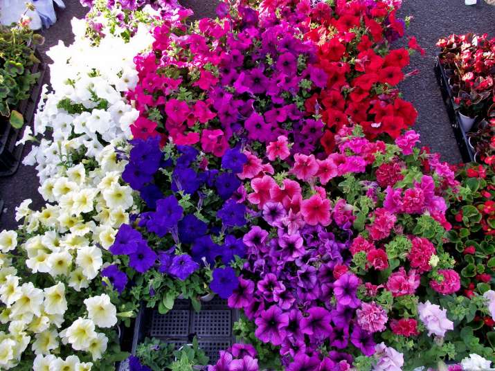 7 Easy To Grow Winter Flowering Plants To Bring Colour And Butterflies Into Your Garden Lifestyle News India Tv