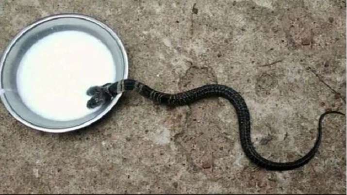 Two-headed snake found in Bengal village