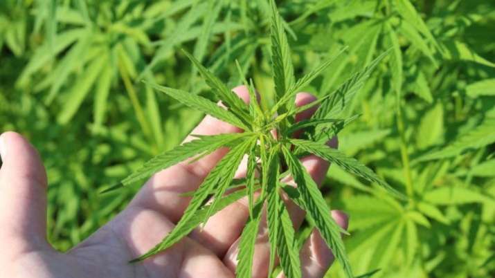 Cannabis