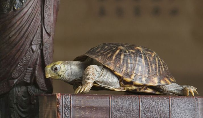 Vastu Tips Keep Feng Shui Tortoise In Home For Wealth And Prosperity Vastu News India Tv