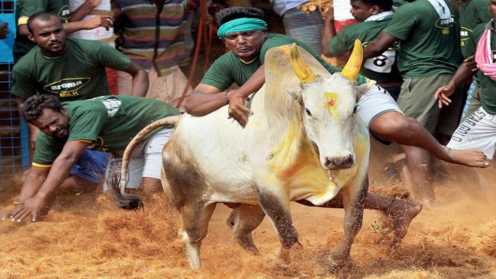 PETA offers reward for info on 'jallikattu' bull's death